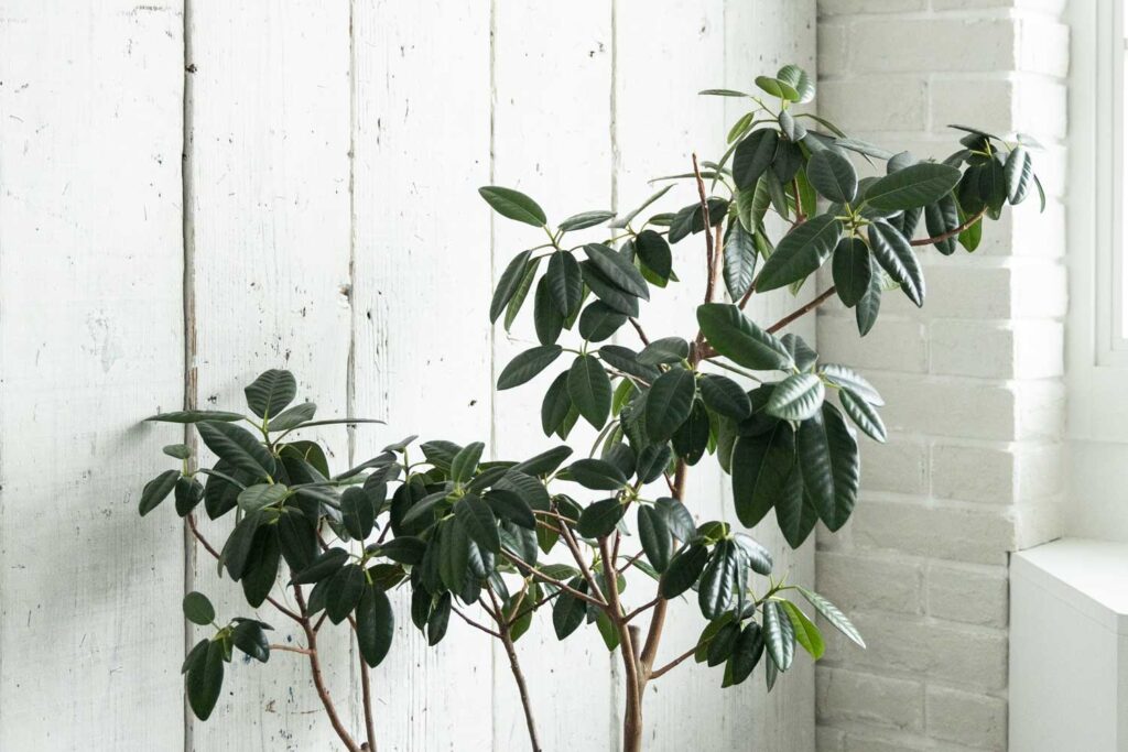 白いヴィンテージウッドの壁面前に置かれた観葉植物の枝葉