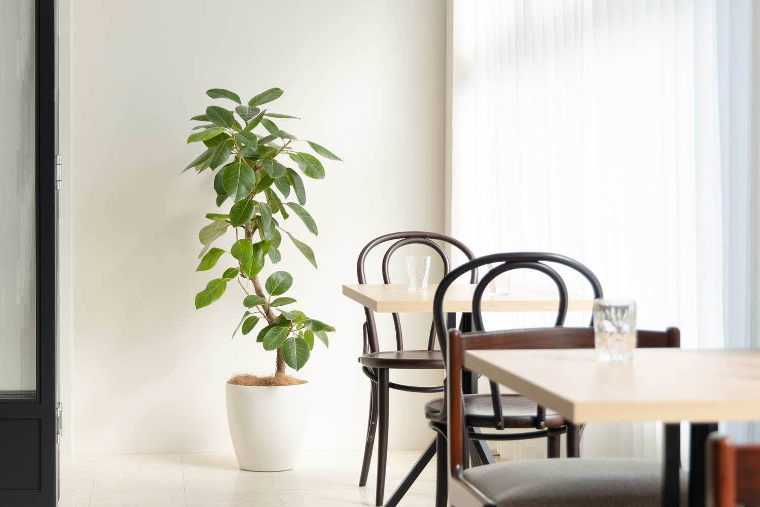 自然光が入る明るい部屋にテーブルセットと観葉植物が設置されている写真