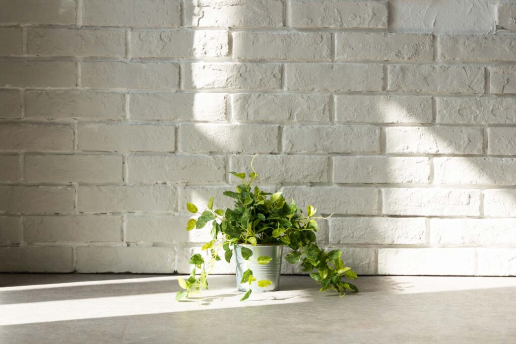 白いレンガ仕様の壁前に置かれた観葉植物の写真