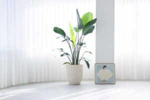 自然光が入る白基調の空間に、観葉植物とアートが並ぶ写真